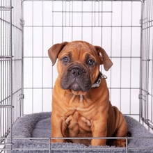 Hammertone Grey Steel Mobile Pet Crate